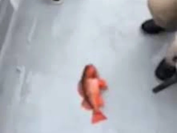 a photo of a fish on a floor